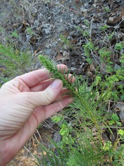 Liatris punctata