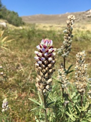 Lupinus pratensis