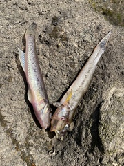 Acanthogobius flavimanus