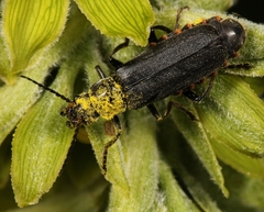 Cantharidae