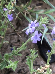 Verbena plicata