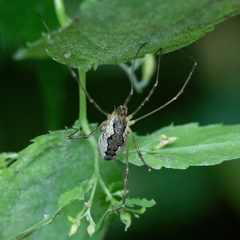 Mitopus morio