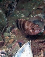 Serranus hepatus
