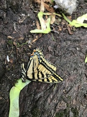 Papilio multicaudata