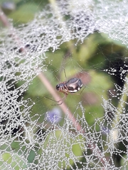 Neriene peltata
