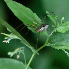 Mitopus morio