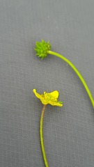 Ranunculus gmelinii