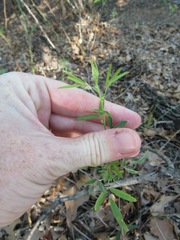 Lespedeza virginica