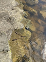 Acanthogobius flavimanus