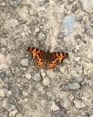 Polygonia