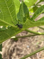 Diaprepes abbreviatus