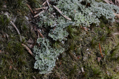 Cladonia squamosa