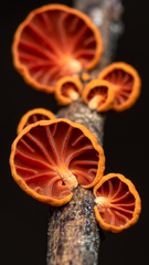 Anthracophyllum