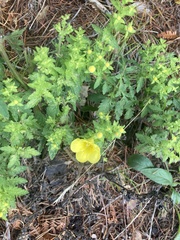 Aureolaria pedicularia