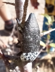 Capnodis tenebrionis