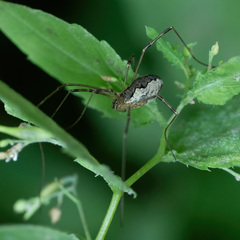 Mitopus morio