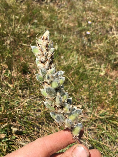 Image of Lupinus pratensis by (c) Martin Purdy, some rights reserved (CC BY)