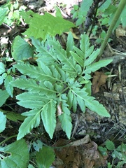 Sceptridium dissectum