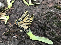 Papilio multicaudata