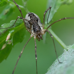Mitopus morio