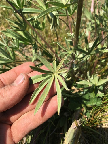 Image of Lupinus pratensis by (c) Martin Purdy, some rights reserved (CC BY)
