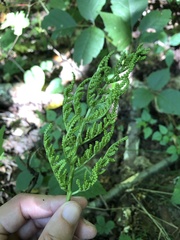 Sceptridium dissectum