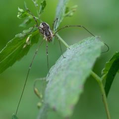 Mitopus morio