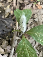 Lophocampa caryae