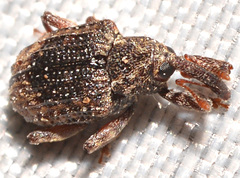 Conotrachelus elegans