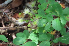 Pithecellobium unguis-cati