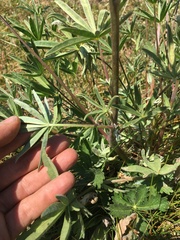 Lupinus pratensis