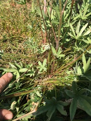 Lupinus pratensis