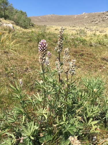 Image of Lupinus pratensis by (c) Martin Purdy, some rights reserved (CC BY)