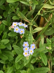 Myosotis scorpioides