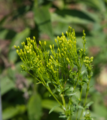 Solidago ohioensis