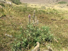 Lupinus pratensis