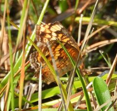 Phyciodes cocyta