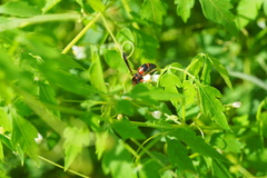 Pachodynerus erynnis