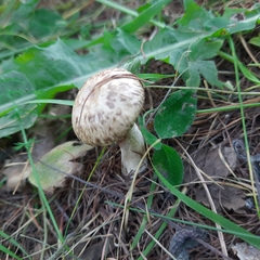 Suillus viscidus