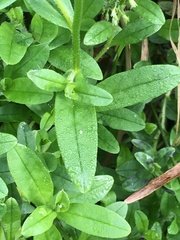 Myosotis scorpioides