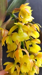 Epidendrum