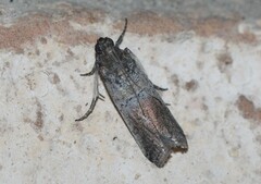 Chararica hystriculella