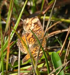 Phyciodes cocyta