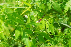 Pachodynerus erynnis