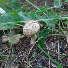 Suillus viscidus