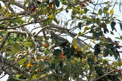 Iguana iguana