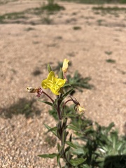 Oenothera villosa