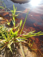 Juncus lomatophyllus
