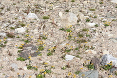 Aglais milberti