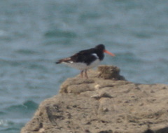 Haematopus ostralegus
